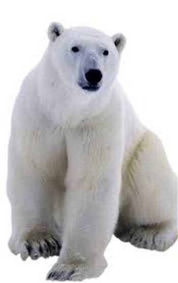 Polar Bear sagoma 176 cm H
