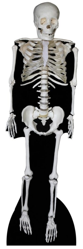 Skeleton sagoma 186 cm H