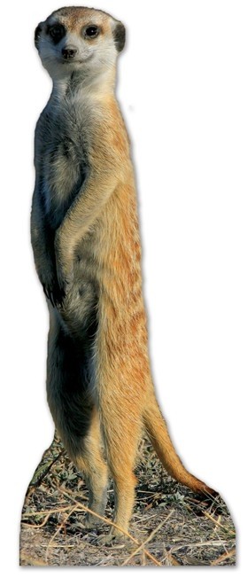 Meerkat sagoma 98 cm H