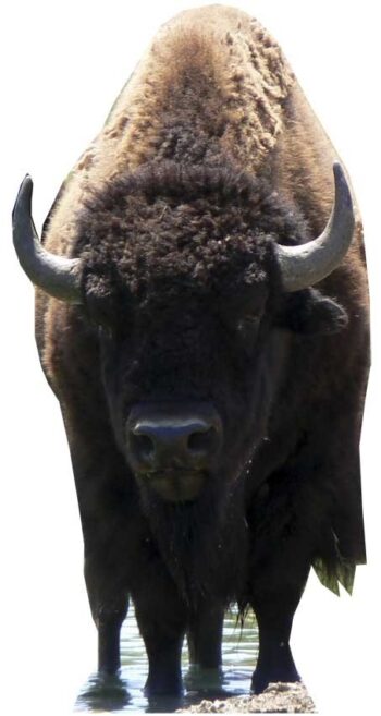 Bison (Buffalo) sagoma 180 cm H