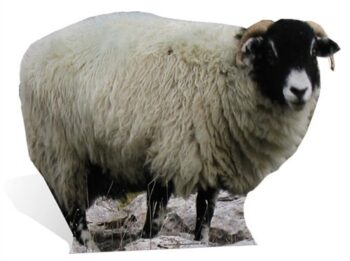 Sheep sagoma 84 cm H