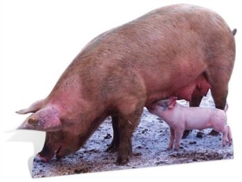 Pig and Piglet sagoma 92 cm H