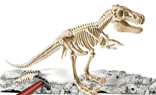 Lo Scheletro del Grande T-rex Archeogiocando